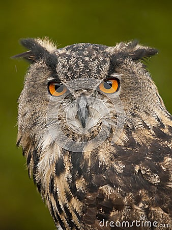 Portrait of a Eurasian Eagle-Owl Stock Photo