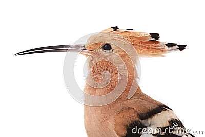 Portrait eurasian Hoopoe Stock Photo