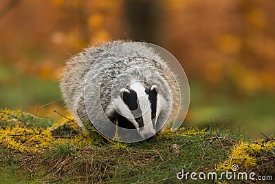 Portrait of European badger, Meles meles, in his natural environment. Stock Photo