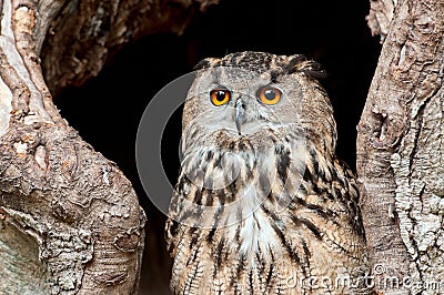 Portrait of European eagle owl Stock Photo