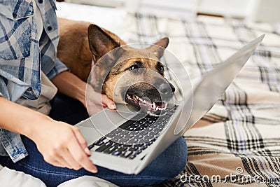Dog Looking at Laptop Screen Stock Photo