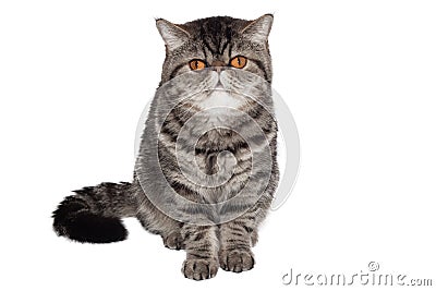 Exotic short-haired cat. Isolated on white. sitting in front of white background Stock Photo