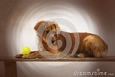 Dog. Greyhound. Dachshund. Pet. Pets. Dog playing. Dod food. Animalia. Animal. Canis. Canine. Ball. Dog playing with ball. Stock Photo