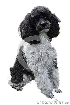 Portrait of a faithfully looking poodle Stock Photo