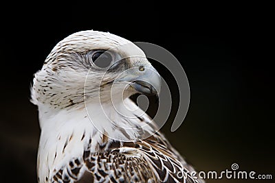 Portrait of falcon bird Stock Photo