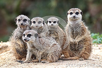 Portrait of a family of meerkats Stock Photo