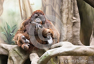 Portrait of the famous and endangered sumatran orangutan. One of the most famous wild animals from Indonesia Stock Photo