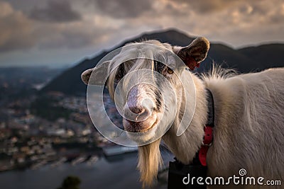 Portrait of A Farm Goat on Mountain at Sunset Stock Photo