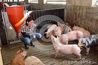 Portrait of a farm woman on a pig farm Stock Photo