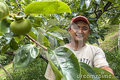 portrait of farmer on peaches fruit orchard Editorial Stock Photo