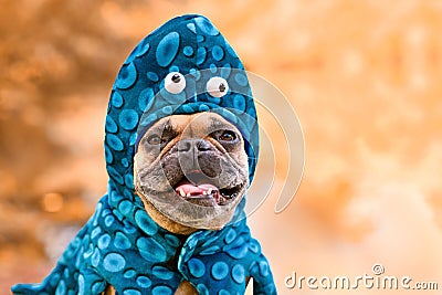 Portrait of French Bulldog dog wearing funny octopus Halloween costume Stock Photo