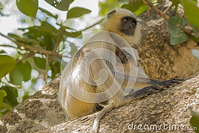 Portrait of Hanuman Langur and Nursing Baby Stock Photo