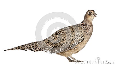 Portrait of Female Golden Pheasant or `Chinese Pheasant `, Chrysolophus pictus Stock Photo