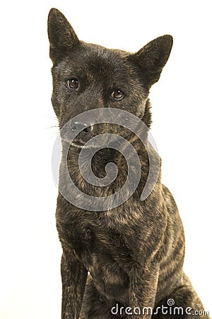 Portrait of a Female Kai Ken dog the national japanese breed looking at the camera Stock Photo