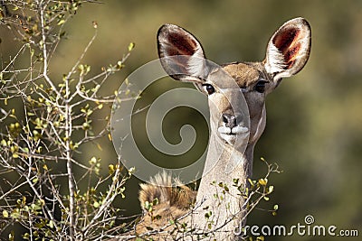 Portrait of a female kudu in Kruger Park in South Africa Stock Photo