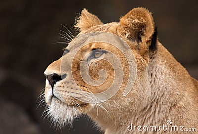 Portrait of a female lion Stock Photo
