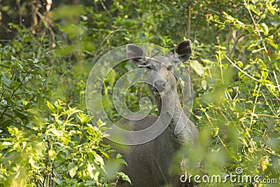 Portrait of Female Sambar Deer in Bush Stock Photo