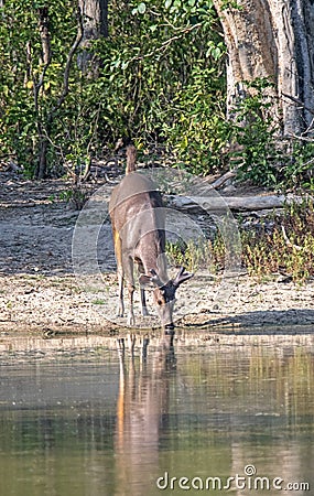 Female sambar deer, Cervus unicolor having water from a pond in the forest. Stock Photo
