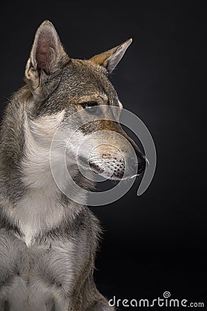 Portrait of a female tamaskan hybrid dog on a black background looking aside Stock Photo