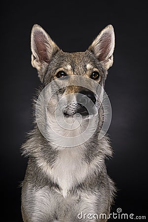 Portrait of a female tamaskan hybrid dog on a black background looking at the camera Stock Photo