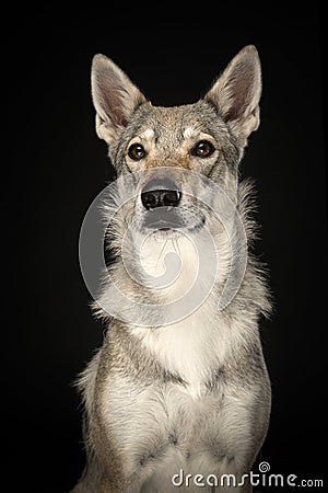 Portrait of a female tamaskan hybrid dog grancing away on a black background Stock Photo