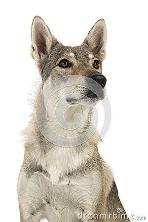 Portrait of a female tamaskan hybrid dog looking up isolated on Stock Photo