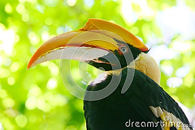 The portrait of a female two horned hornbill Stock Photo