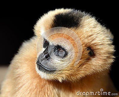 Portrait of a female White Cheeked Gibbon Stock Photo