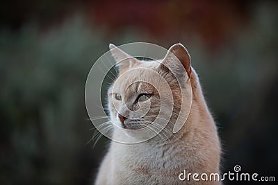 Portrait of a feral Jerusalem street cat Stock Photo