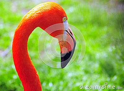 Portrait of flamingo Stock Photo