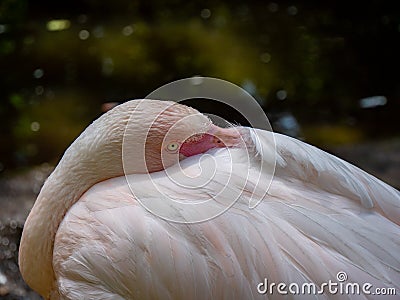 Portrait of a flamingo background Stock Photo