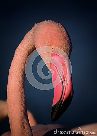 Portrait flamingo with detail his face Stock Photo