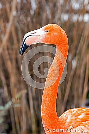 Portrait flamingo Stock Photo