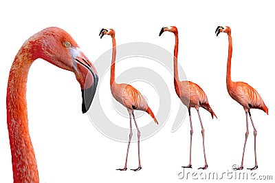 Portrait flamingo isolated on white background Stock Photo