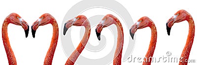 Portrait flamingo isolated on white background Stock Photo