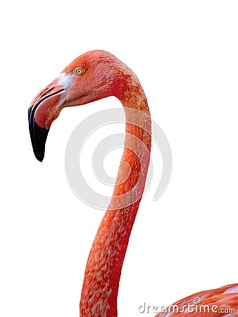 Portrait flamingo isolated on white background Stock Photo