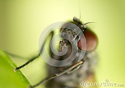 Portrait flies in nature. macro Stock Photo