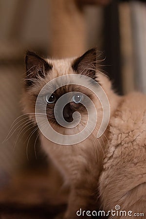 Portrait of a fluffy Birman cat with big expressive eyes Stock Photo