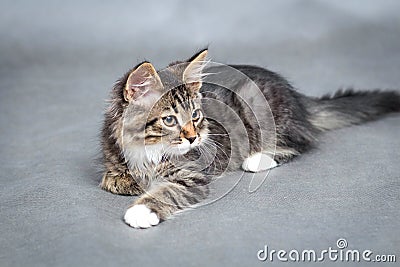 Portrait of fluffy lying cat Stock Photo