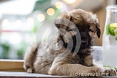 Portrait of fluffy puppy, sitting Stock Photo