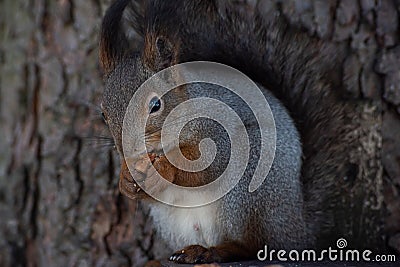 Portrait fluffy squirrel holding a nut in the winter Stock Photo