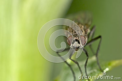 Portrait of a fly on green Stock Photo