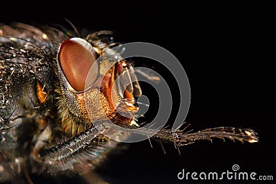 Portrait of fly. Side view Stock Photo