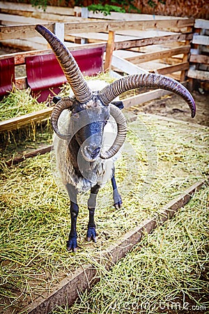 The portrait of four-horned goat Stock Photo