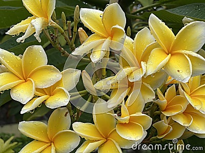 Portrait of fragipani flower after the rain Stock Photo