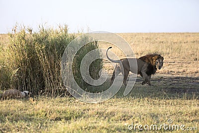 Portrait of free roaming african lion Stock Photo