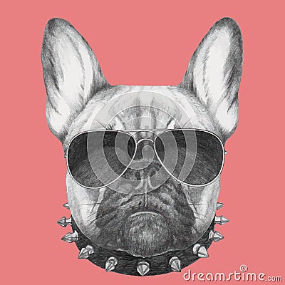 Portrait of French Bulldog with collar and sunglasses. Vector Illustration