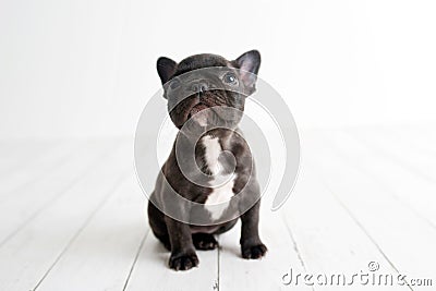 Portrait of French bulldog, frenchies puppy Stock Photo