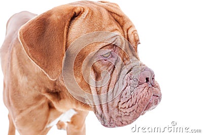 Portrait of french mastiff Stock Photo