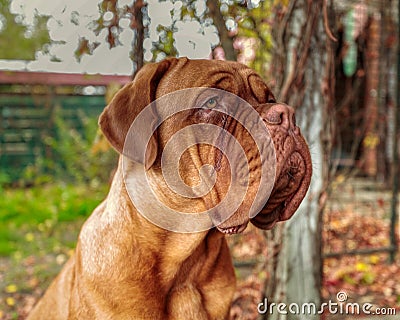 Portrait French mastiff dog looking at camera outdoors. Stock Photo